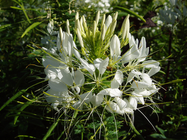 Fleur araignée (Cleome spinosa)