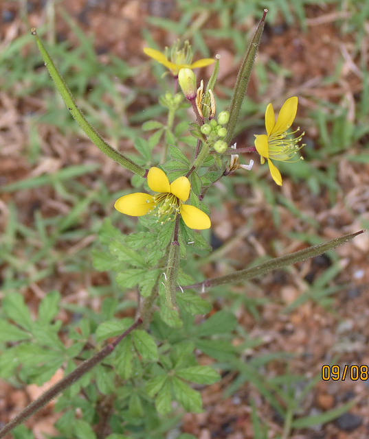 Cleome viscosa