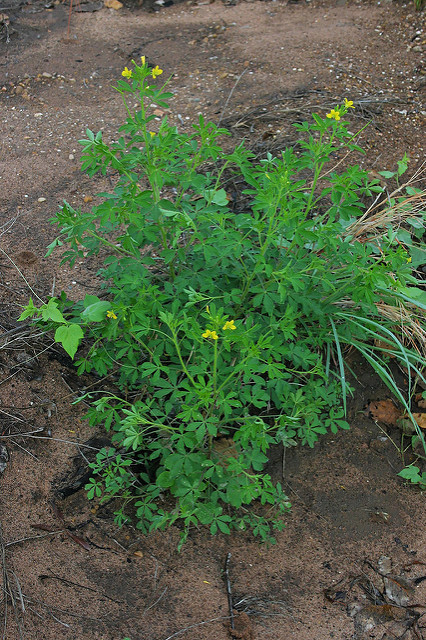 Cleome viscosa