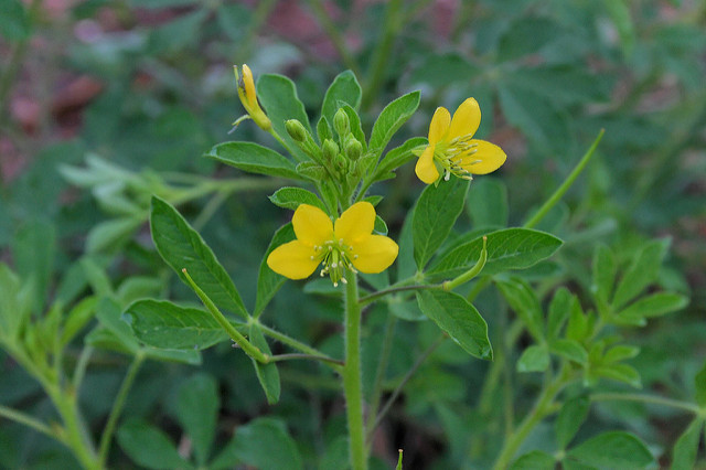 Cleome viscosa