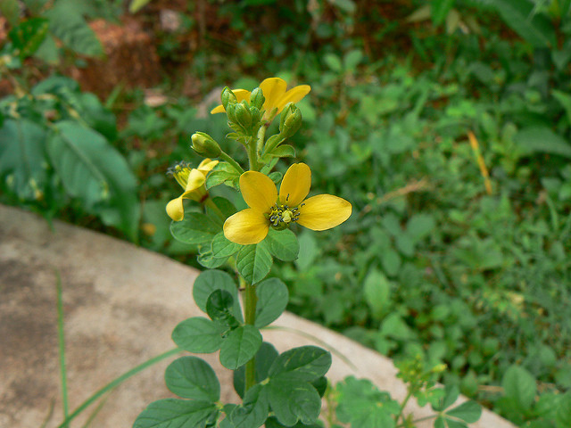 Cleome viscosa