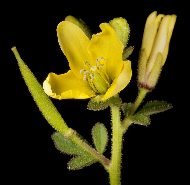 Cleome viscosa