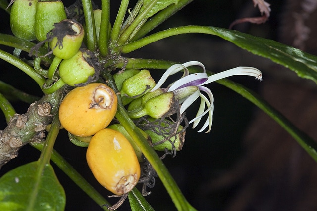 Clermontia parviflora