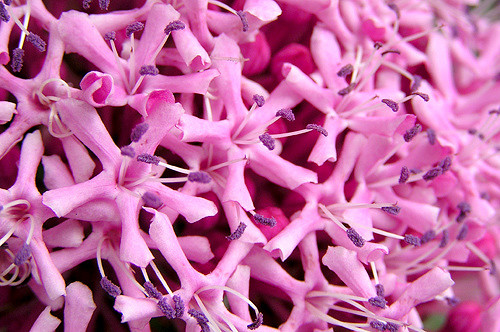 Clérodendron fétide (Clerodendrum bungei)