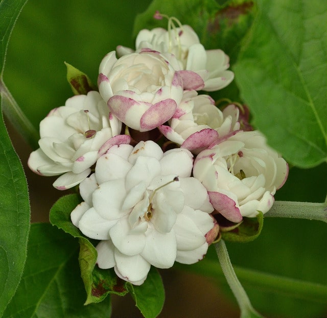 Clerodendrum chinense