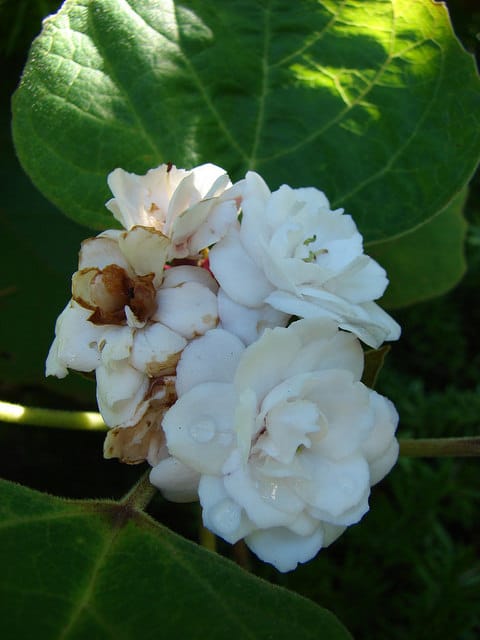 Clerodendrum chinense