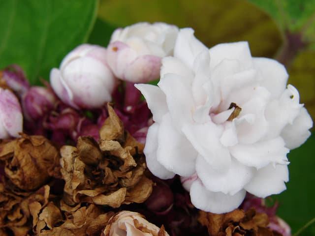 Clerodendrum chinense