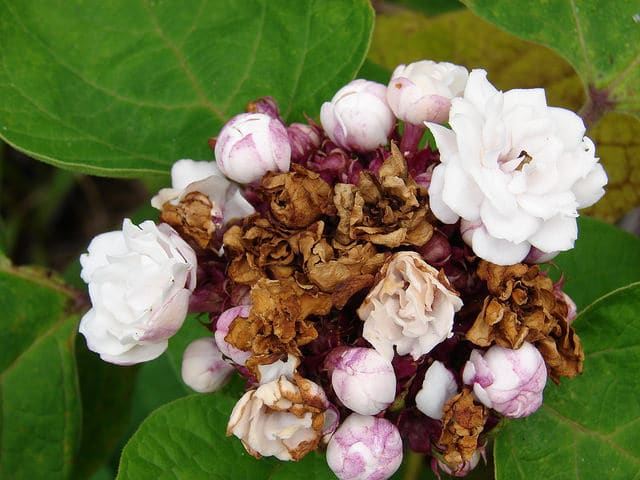 Clerodendrum chinense