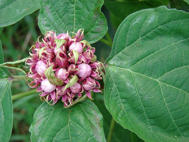 Clerodendrum chinense
