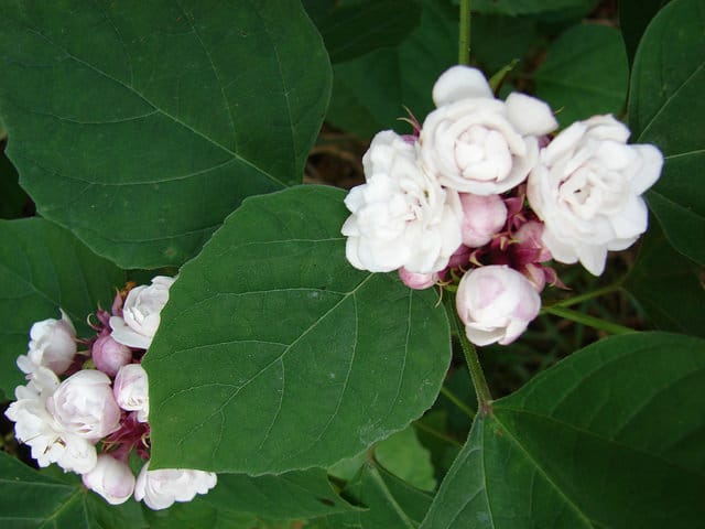 Clerodendrum chinense