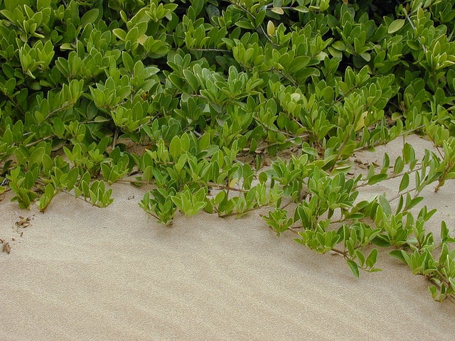 Clerodendrum inerme