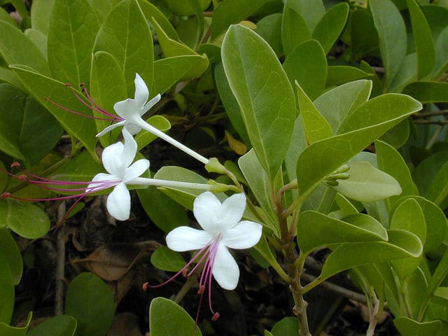 Clerodendrum inerme
