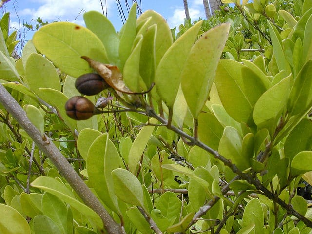 Clerodendrum inerme