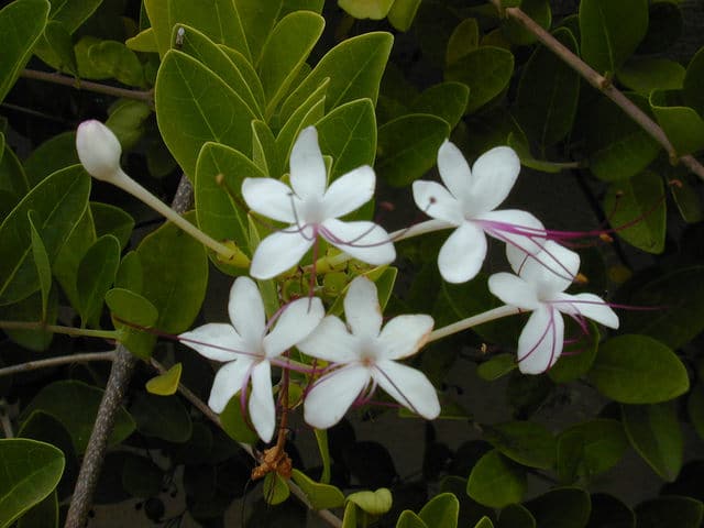 Clerodendrum inerme