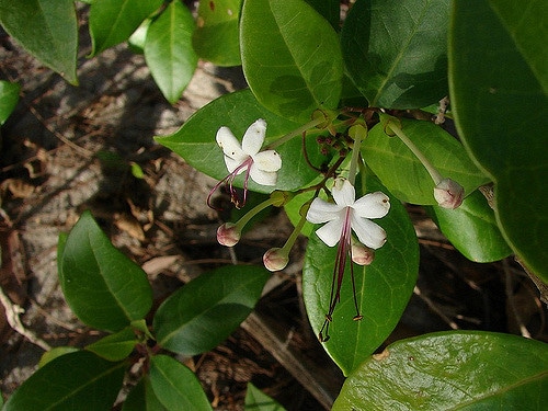 Clerodendrum inerme