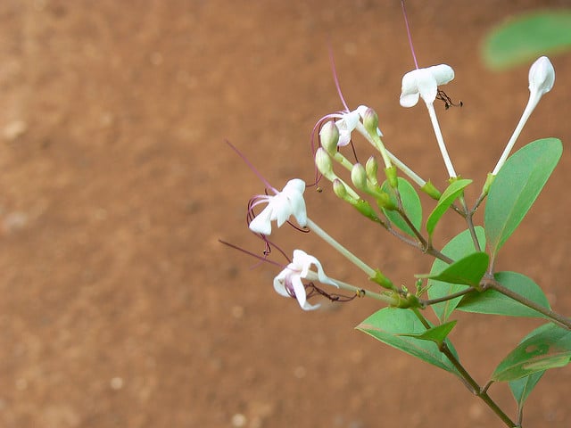 Clerodendrum inerme