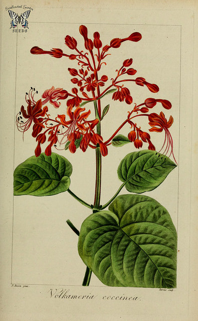 Clerodendrum japonicum