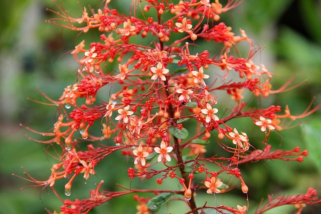 Clerodendrum paniculatum