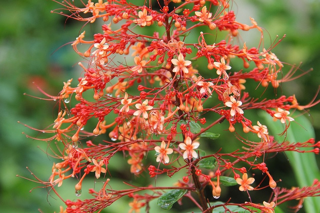 Clerodendrum paniculatum