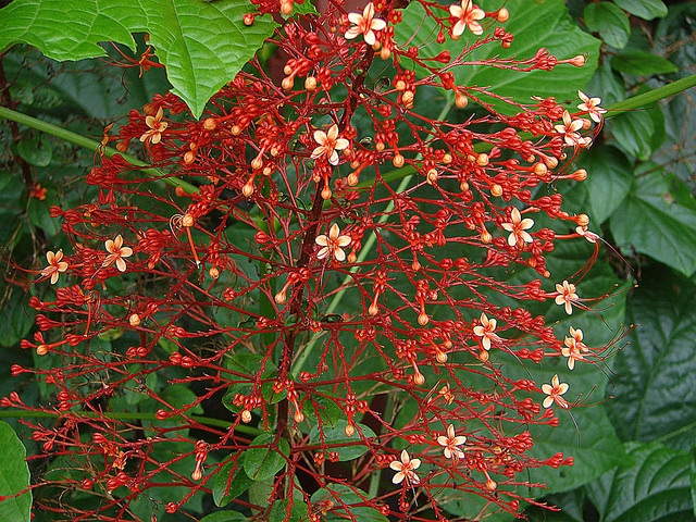Clerodendrum paniculatum