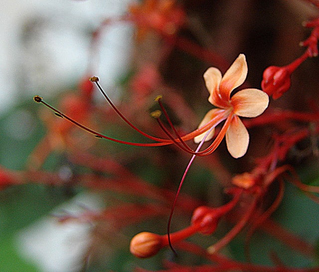 Clerodendrum paniculatum