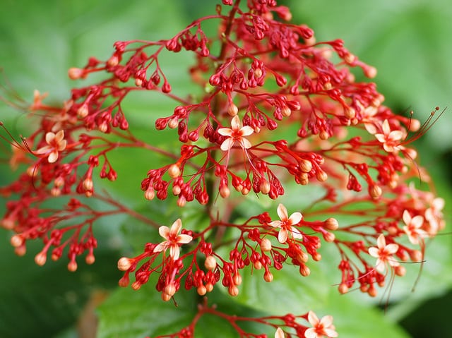 Clerodendrum paniculatum