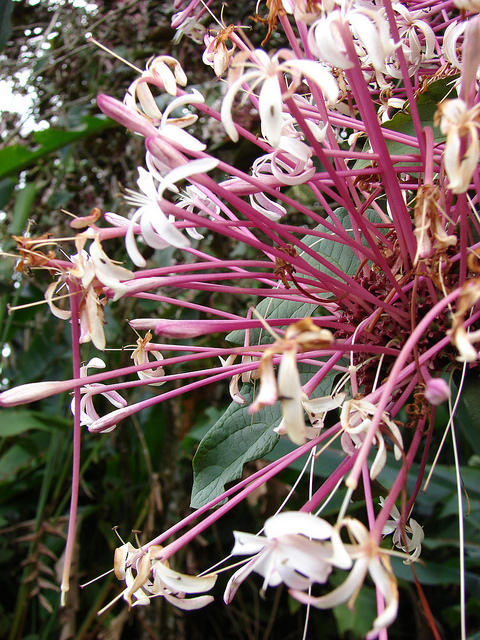 Clerodendrum quadriloculare