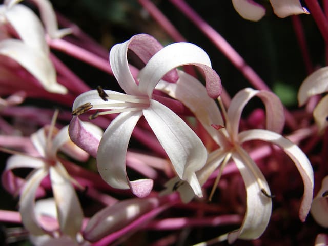 Clerodendrum quadriloculare