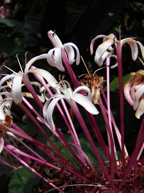 Clerodendrum quadriloculare