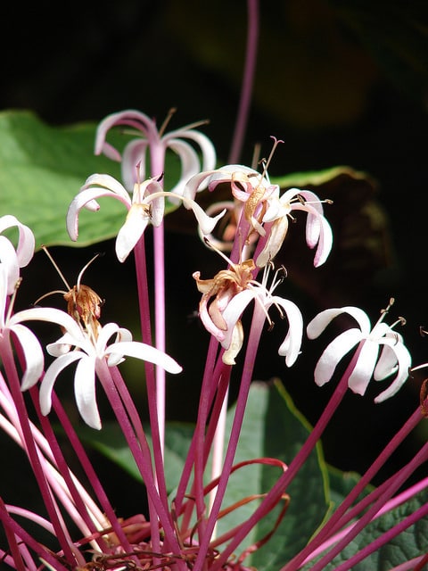Clerodendrum quadriloculare