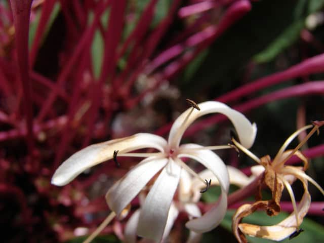 Clerodendrum quadriloculare