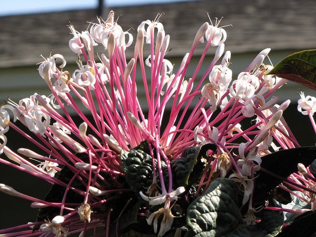Clerodendrum quadriloculare
