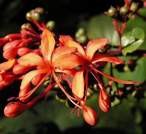 Clerodendrum speciosissimum