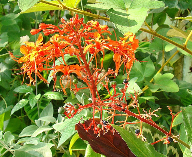 Clerodendrum speciosissimum