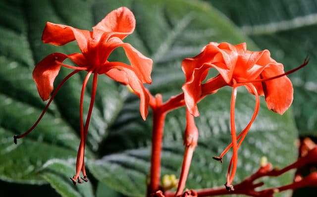 Clerodendrum speciosissimum