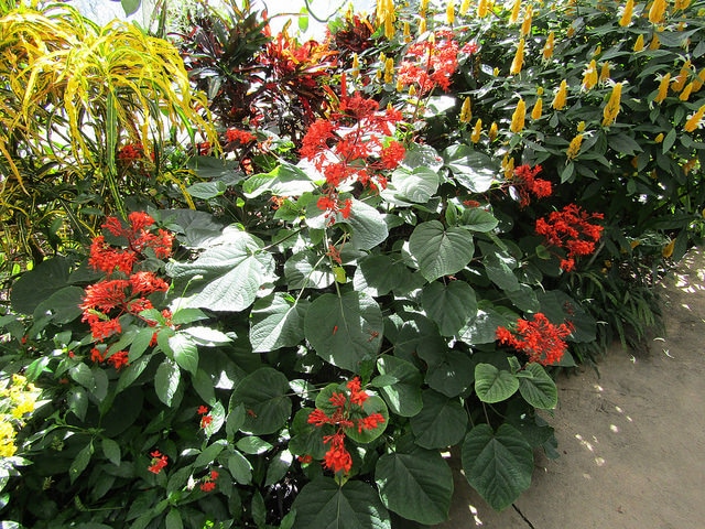 Clerodendrum speciosissimum