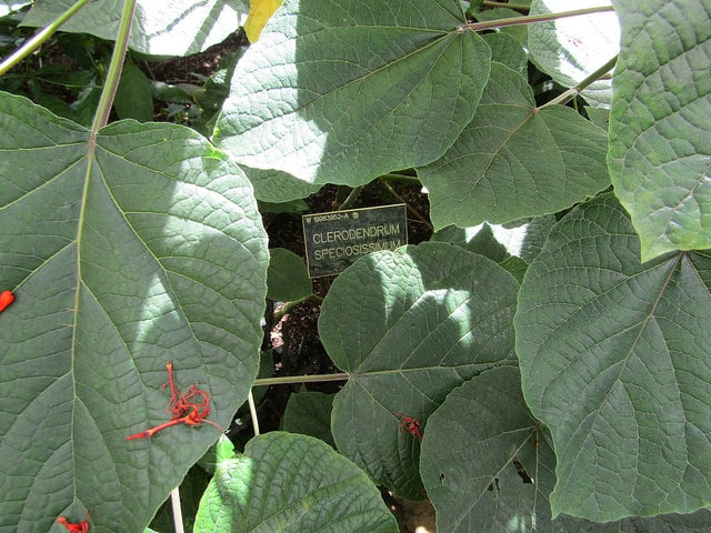 Clerodendrum speciosissimum