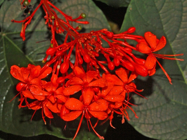 Clerodendrum speciosissimum