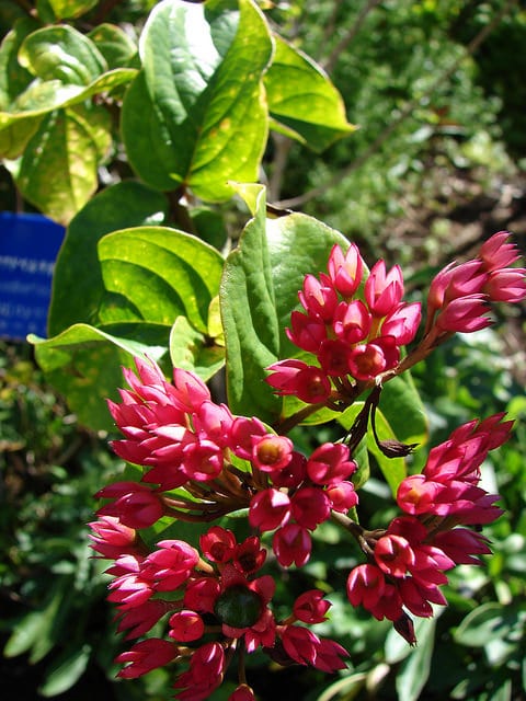 Clérodendron splendide
