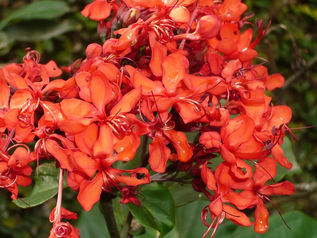 Clérodendron splendide (Clerodendrum splendens)