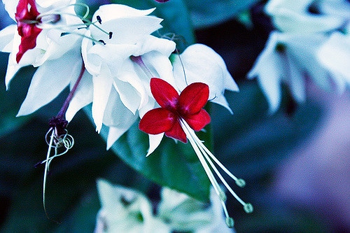 Clerodendron grimpant