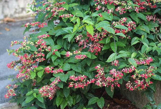 Clerodendron grimpant