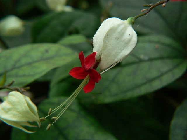 Clerodendron grimpant