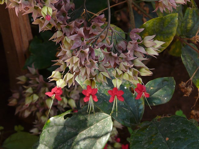 Clerodendron grimpant