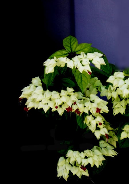 Clerodendron grimpant