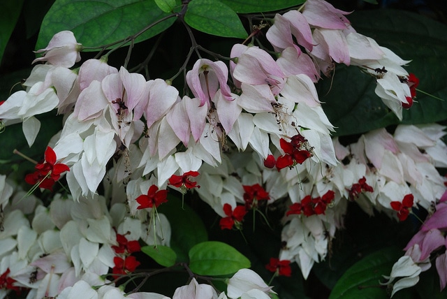 Clerodendron grimpant (Clerodendrum thomsoniae)