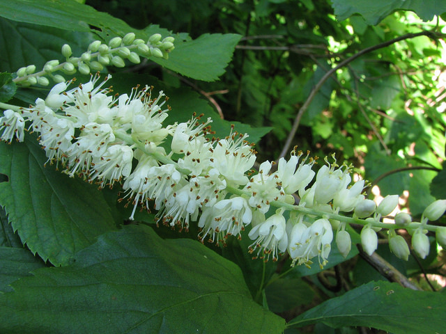 Clethra alnifolia