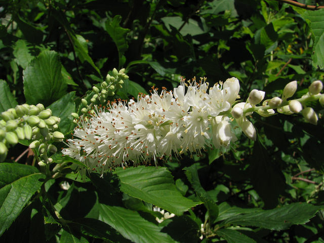 Clethra alnifolia