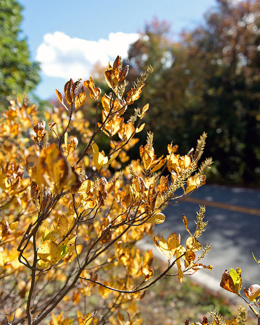 Clethra alnifolia