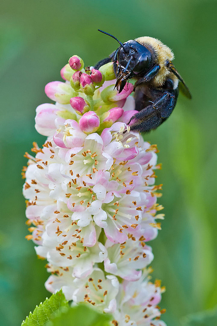 Clethra alnifolia